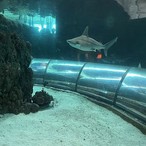 Shark Tank Tunnel