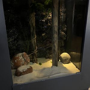 Common Octopus Exhibit