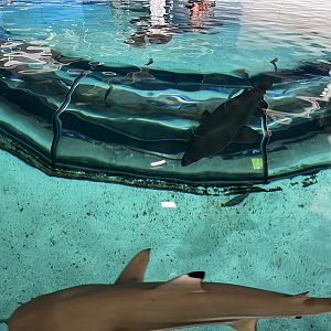 Shark Tank Tunnel (overhead view)