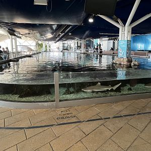 Shark “Touch Tank”