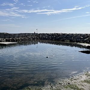 Harbour Seal/Grey Seal Exhibit
