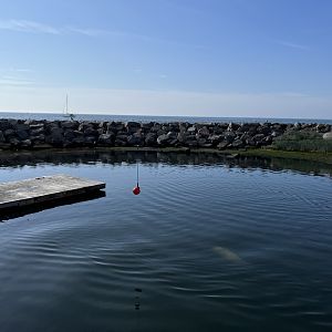 Harbour Seal/Grey Seal Exhibit