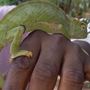 Senegal chameleon - Chamaeleo senegalensis