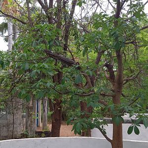 Enclosure Nile monitor