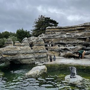 Humboldt Penguins