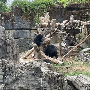 Sloth Bear Mother and Cubs