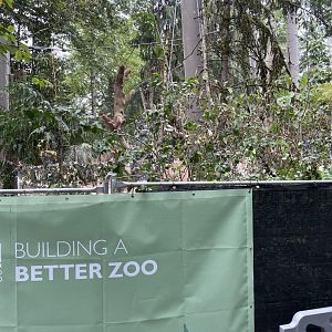 New Lynx Exhibit Construction