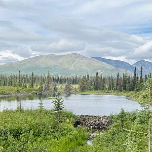Beaver Dam? - Alaska