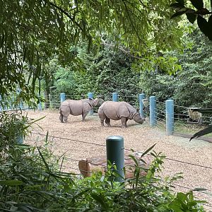 Greater One Horned Rhinos