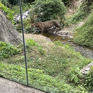Jaguar crossing the river