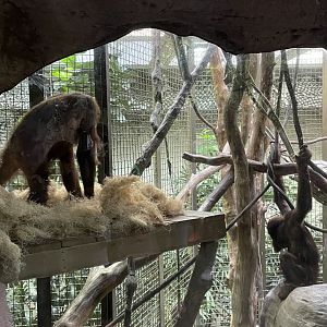 Orangutan Indoor Exhibit