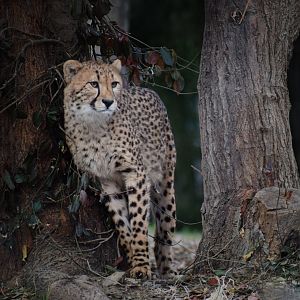 [December 2018] River's Edge- cheetah (Acinonyx jubatus) adolescent