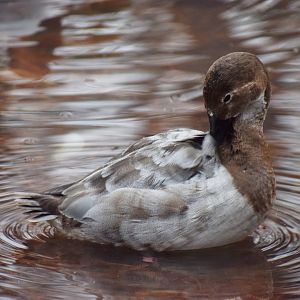 [December 2018] Cypress Swamp- canvasback (Aythya valisineria) grooming