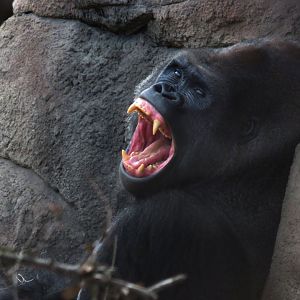 [Decemeber 2018] Fragile Forest- western lowland gorilla (Gorilla gorilla gorilla) yawning