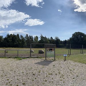 Przewalski’s Horse Exhibit