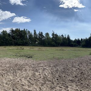 Przewalski’s Horse Exhibit
