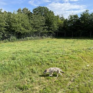 3.7 Acre European Grey Wolf Exhibit