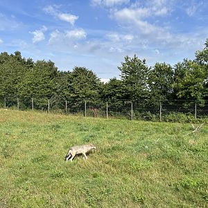 3.7 Acre European Grey Wolf Exhibit