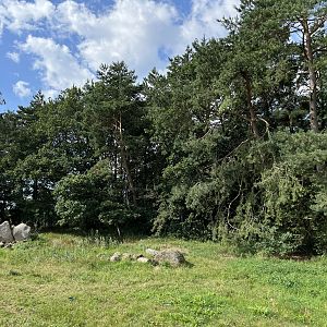 3.7 Acre European Grey Wolf Exhibit