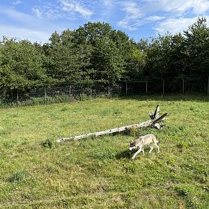 3.7 Acre European Grey Wolf Exhibit
