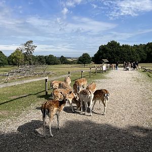 Enormous Fallow Deer Exhibit (75 deer?)