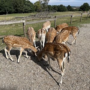 Fallow Deer Herd (75 animals?)
