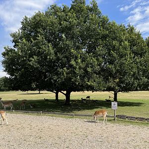 Enormous Fallow Deer Exhibit
