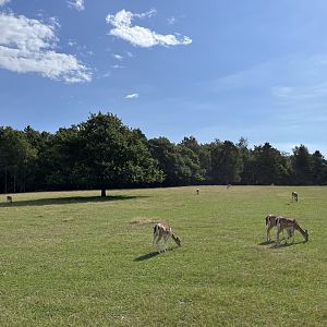 Enormous Fallow Deer Exhibit
