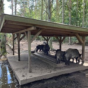 European Wild Boar Exhibit