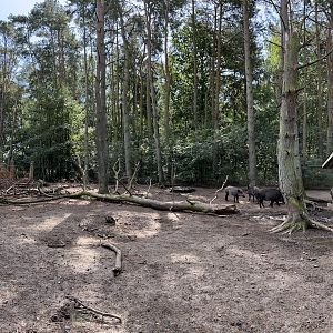 European Wild Boar Exhibit