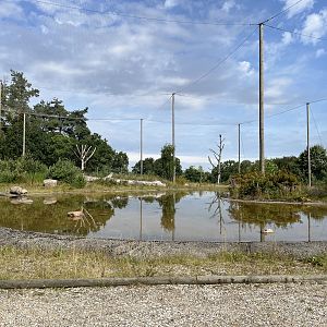 World’s Largest Steller’s Sea Eagle Aviary