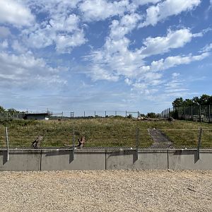 Polar Bear Exhibit #2