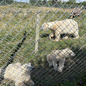 Polar Bears