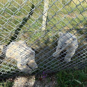 Polar Bear Cubs