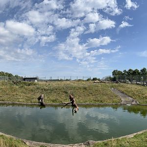 Polar Bear Exhibit #2