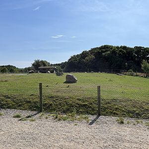 Muskox Exhibit