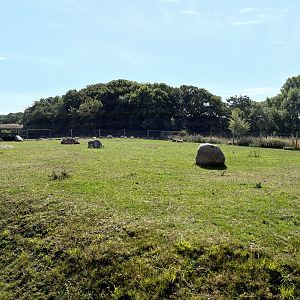 Muskox Exhibit