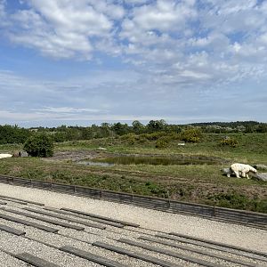 6 Acre Polar Bear Exhibit