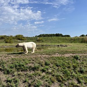 6 Acre Polar Bear Exhibit