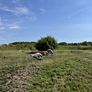 6 Acre Polar Bear Exhibit