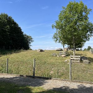 Muskox Exhibit