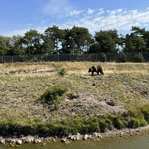 6 Acre Brown Bear Exhibit