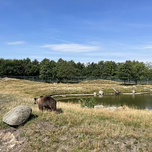 6 Acre Brown Bear Exhibit