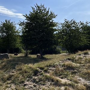 6 Acre Brown Bear Exhibit