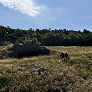 6 Acre Brown Bear Exhibit