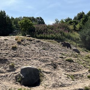6 Acre Brown Bear Exhibit