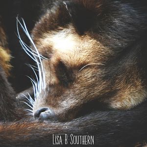 Sumatran white bearded civet