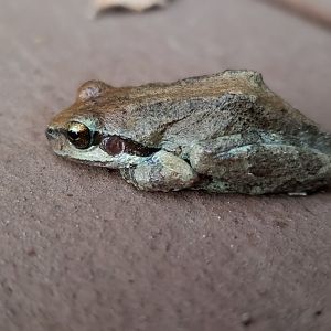 Pacific Treefrog