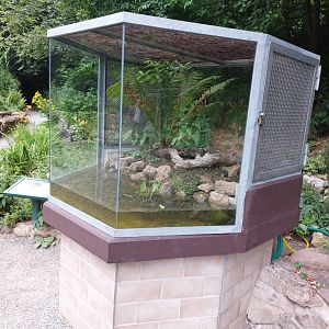 Yellow-bellied toad exhibit