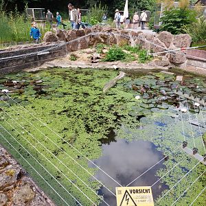 European pond turtle exhibit
